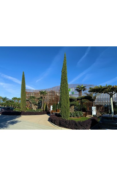 Кипарис Тотем зимівля